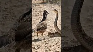 Thumbnail: Roadrunner vs Rattlesnake: The Snake Never Saw It Coming #Roadrunner #Rattlesnake #Wildlife