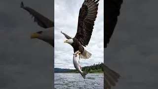 Thumbnail: 😱The Moment an Eagle Pulls a Giant Salmon Out of the Water🦅#Eagle #AnimalWorld#Shorts #YouTubeShorts