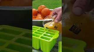 Thumbnail: From Fresh Oranges to Popsicles 🍊