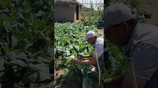 Thumbnail: Satisfying Garden Harvest 🌾  #farming #shorts