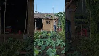 Thumbnail: Home gardening