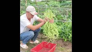 Thumbnail: picking yardlong beans