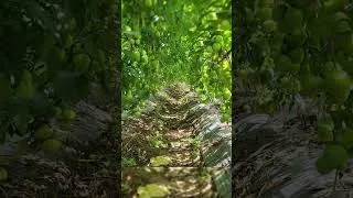 Thumbnail: Tomato Garden