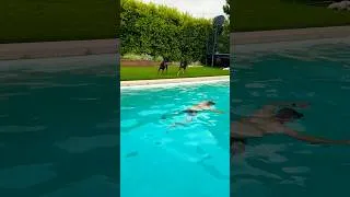 Thumbnail: Will my dogs let me drown, again?