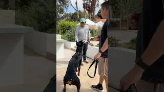 Thumbnail: Friend or Foe: How to Train My Guard Dog to Trust the Right People