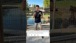 Thumbnail: How does a “balanced” trainer know more about “force free” training than the force free trainers