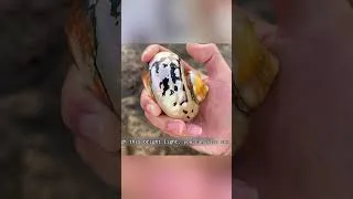 Thumbnail: Crabs, pipi Shrimp, Fish, Clams, Conch