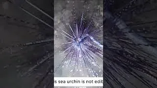 Thumbnail: 🐡 Pufferfish, 🦀 Crabs, 🦈 Shark Encounter & 🌊 Vibrant Night Sea Life #coastalforaging #beach