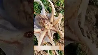 Thumbnail: 🐍 Eel, 🐙 Octopus, 🦑 Octopus Eggs Nest, 🦀 Crabs & Rare Seashells 🌊