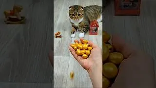 Thumbnail: Cat Barsik 💛 Balls 🎄🌈 Reverse video #reverse #cat #beadscattv #shorts