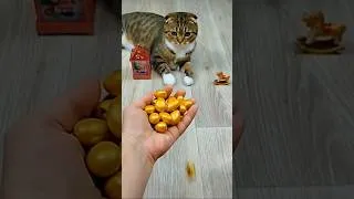 Thumbnail: Cat Barsik 💛 Balls 🎄🌈 Reverse video #reverse #cat #beadscattv #shorts