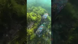Thumbnail: Spearfishing surprise