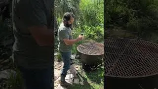 Thumbnail: Little gator action in the pond
