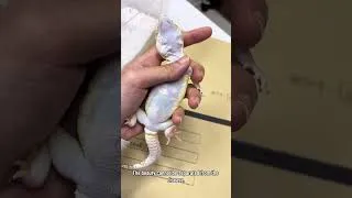 Thumbnail: Why You Should Never Keep or Breed Lemon Frost Geckos #leopardgecko #lemonfrost #shedding #lizard