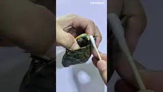 Thumbnail: Turtle Eye Cyst Removal and Treatment #reptiles #removal #eyecyst #turtle