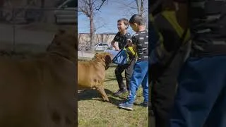 Thumbnail: Dog Dynasty has lost a legend 💔 #shorts #dogdynasty #riphulk #hulk #pitbull #dogtraining #dogshorts