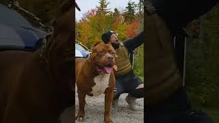 Thumbnail: Remembering Hulk 💚 #ytshorts #dogdynasty #hulk #pitbull #dogs #dogshorts #rip #pitbulls