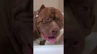 Thumbnail: Did you know Hulk could sing!? #ytshorts #dogdynasty #pitbull #hulk #dogs #hulkpitbull #puppies