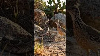 Thumbnail: Roadrunner vs. Rattlesnake: Who Wins This Fight? 🐍 #wildlife