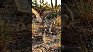 Thumbnail: Rattlesnake vs Burrowing Owl | Tiny Guardian Defends Its Nest by Predator #nature #4kwildlife #snake