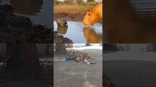 Thumbnail: #shorts #shortsvideo #short #hunting #animals