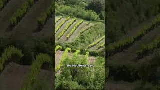 Thumbnail: Wildflowers Transform The Landscape