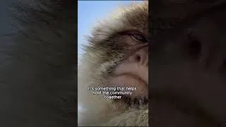 Thumbnail: Baby Monkeys Share Everything