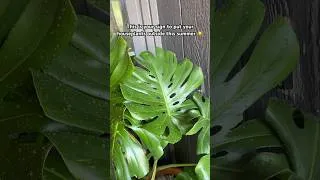 Thumbnail: Bring your houseplants outside for maximum growth ☀️💦 #houseplantcare #houseplants