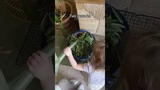 Thumbnail: I still love my plants after 2 years of motherhood #houseplants #plantcare