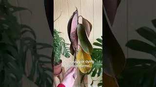 Thumbnail: It’s okay to have imperfect plants ❤️ #houseplantcaretips