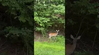 Thumbnail: Found a deer! #shorts