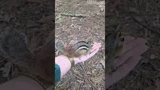 Thumbnail: Chippington Chipmunk