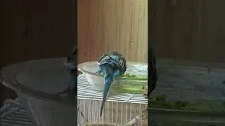 Thumbnail: Splish-Splashing Budgies