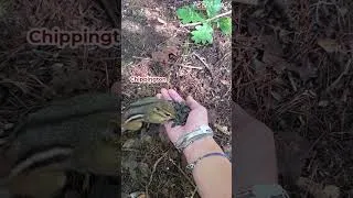 Thumbnail: Chipmunk-mageddon