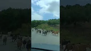 Thumbnail: Goats in Greece!