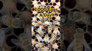 Thumbnail: Queen Honey Bee Laying 2,000 Eggs A Day