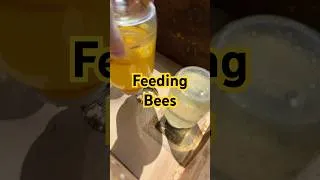 Thumbnail: Beekeeping: Feeding Bees Helps Draw Out Foundation