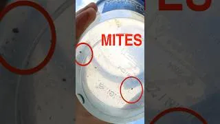 Thumbnail: Beekeeping: Can You Treat For Mites WITHOUT Testing First?