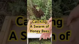 Thumbnail: Beekeeping: How To Catch A Swarm of Honey Bees