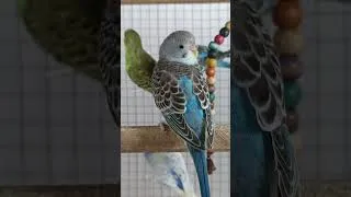 Thumbnail: Budgie sounds in morning#shorts #shortvideo #short