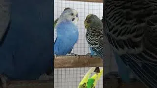 Thumbnail: Relaxing Budgie Singing | Soothing Sounds of Happy Parakeets#shorts #shortvideo