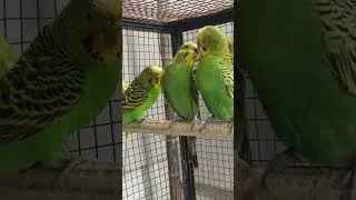 Thumbnail: Budgie Sounds to Comfort Your Lonely or Sad Budgie | Relaxing Parakeet Chirps