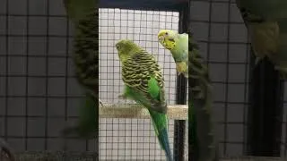 Thumbnail: Relaxing Happy Parakeet Sounds | Cheerful Budgie Chirping for a Joyful Atmosphere #shorts
