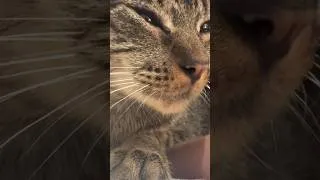Thumbnail: The sparkle in her eyes 😭🤍 #cat