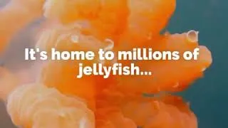 Thumbnail: Palau is that it is home to an amazing Jellyfish Lake.