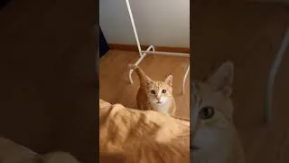 Thumbnail: wiggle wiggle 😺🥹