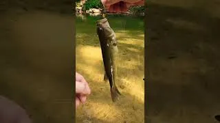 Thumbnail: Creek fishing for smallmouth