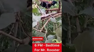 Thumbnail: 6 PM In JAMAICA And Mr. Rooster Is Going To Bed  #shorts