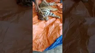 Thumbnail: Rhino Horn, Leopard Skin and Tiger Claws Sold Openly on Facebook
