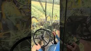 Thumbnail: Picking sweet corn #farming